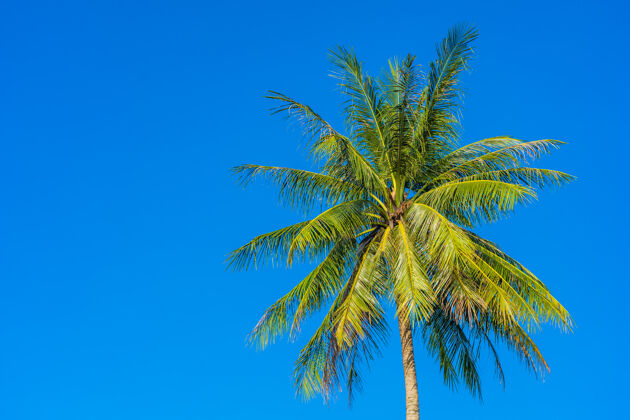 树叶美丽的热带椰树 蓝天白云加利福尼亚日出复古