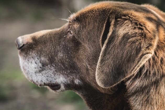 血统可爱的拉布拉多猎犬躺在花园里棕色肖像黄色