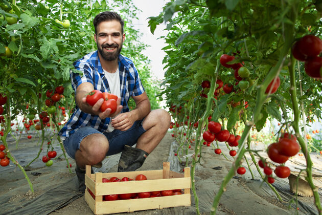 栽培照片中 年轻的留着胡子的农民手里拿着西红柿 站在有机食品农场花园的温室里人营养健康