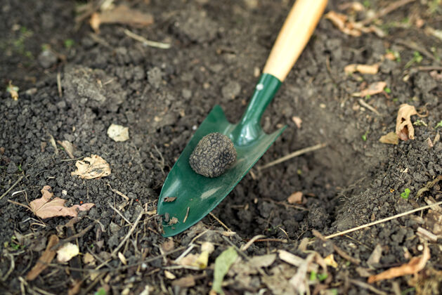 挖掘特写松露蘑菇和铲在森林里发现健康搜索