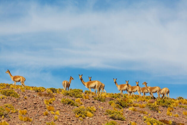 外面野生瓜纳科（喇嘛瓜尼科）在巴塔哥尼亚大草原 智利 南美洲交叉沙漠野生