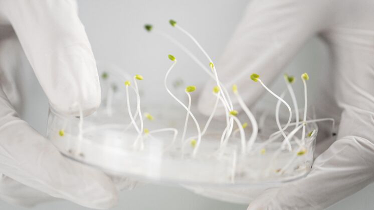 培养皿在生物技术实验室用培养皿研究人员研究实验生物学