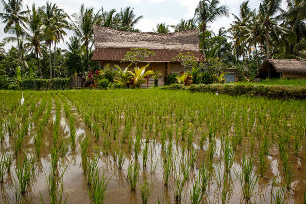 博客巴厘岛村庄概念亚洲美丽的丛林和稻田巴厘岛自然光